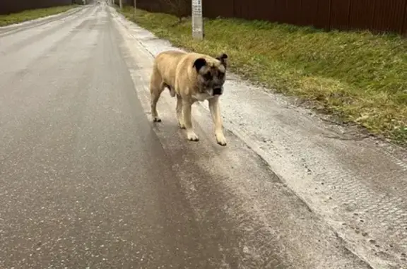 Найдена собака, Истра, фото: Найдена собака, МО, серый ошейник