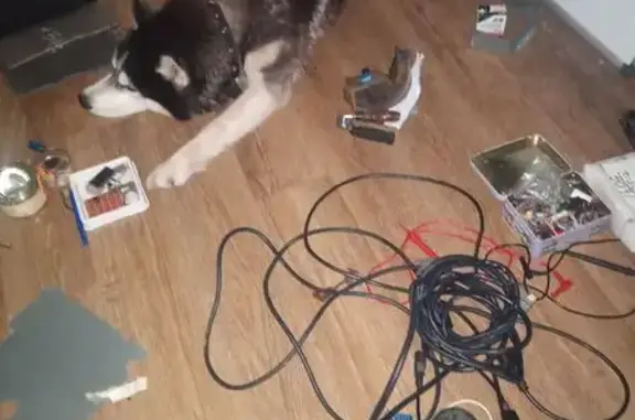 Пропала собака, ул. Сен-Симона, 10/12А