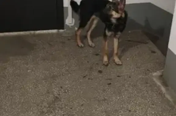 Объявления о пропавших и найденных животных, Челябинск, фото: Собака найдена: Новороссийская 17Б, Челябинск