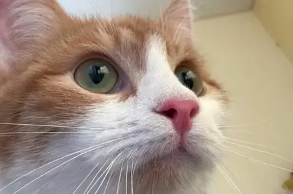 Пропала кошка, Хуторская ул. 4, Ярославль