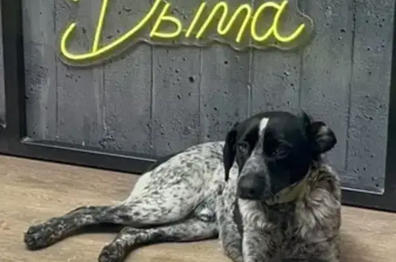 Найдена собака, Туймазы, фото: Найдена собака, пр. Ленина 6, Туймазы