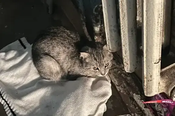 Найдена кошка, Уфа, фото: Кошка найдена, Интернациональная ул., Уфа