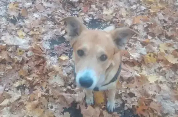 Пропала собака, Липецк