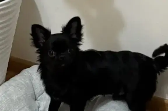 Пропала собака, Черный, Протвино