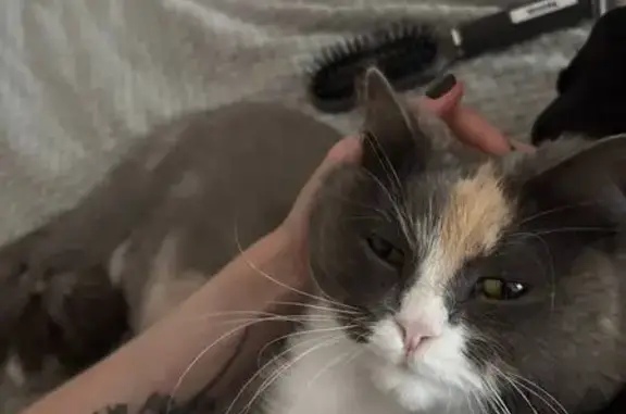 Пропала кошка, пр. Карла Маркса, 410