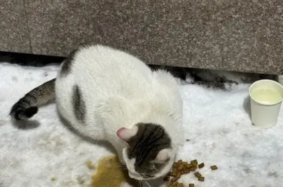 Найдена кошка, Чебоксары, фото: Кот у кафе Университетское, Чебоксары