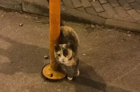 Объявления о пропавших и найденных животных, Москва, фото: Найдена кошка на Беломорской улице