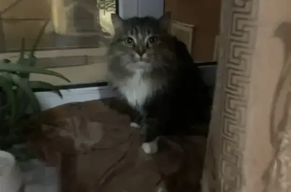 Найдена кошка, Киров, фото: Кошка найдена: ул. Свободы, 11, Киров