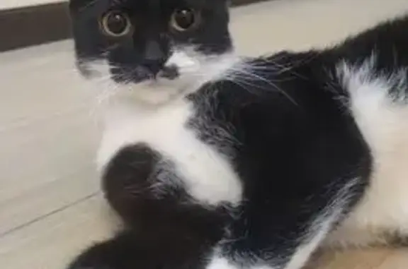 Объявления о пропавших и найденных животных, Серпухов, фото: Котик найден на ул. Карла Маркса, 31, Серпухов