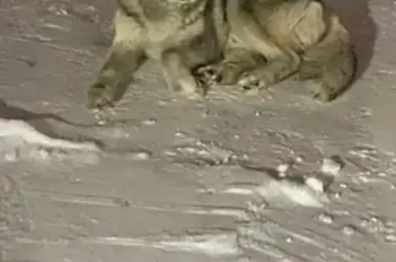 Найдена собака, Камышловский, фото: Найдена собака, Камышлов, Свердловская обл.