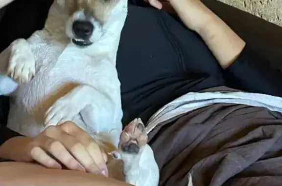 Пропала собака на ул. Причальная, Волгоград