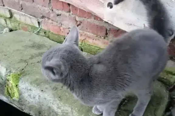 Найдена кошка, Ступино, фото: Кошка найдена: Колхозная 62, Ступино