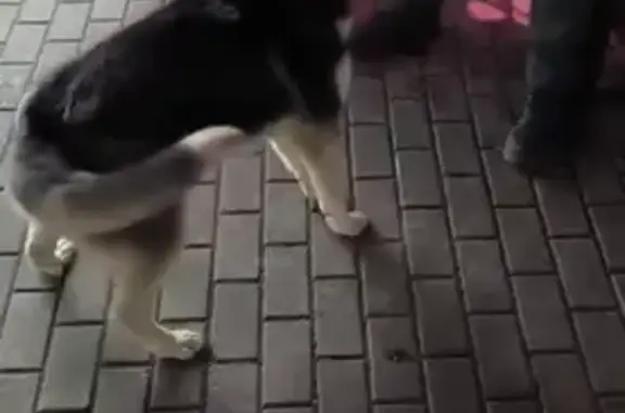 Объявления о пропавших и найденных животных, Москва, фото: Собака найдена на ул. Прошлякова, Москва