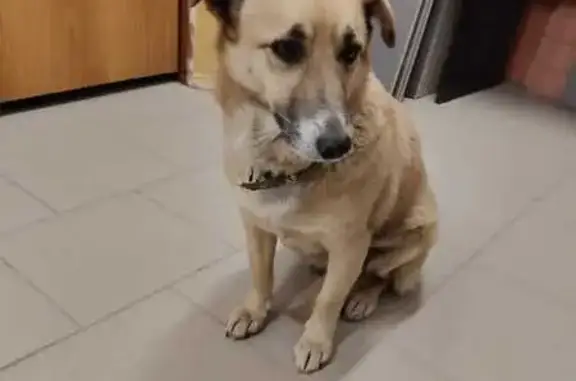 Пропала собака, Зеленоградская, 38, Кр.