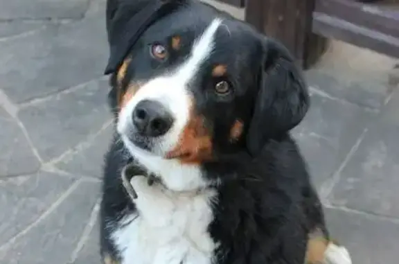 Собаки потеряшки, Новоглаголево, фото: Потеряшка собака, 2-й Восточный пр., Новоглаголево