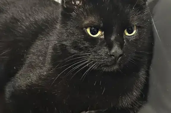 Пропала кошка, Пролетарский, ул. Центр. 22А