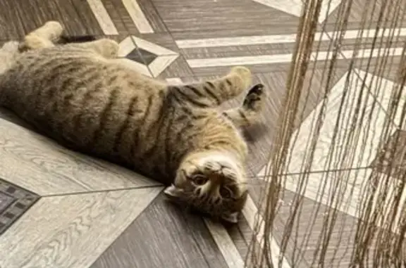 Потерянные животные Сунжа, фото: Пропала кошка, Сунжа, Ингушетия