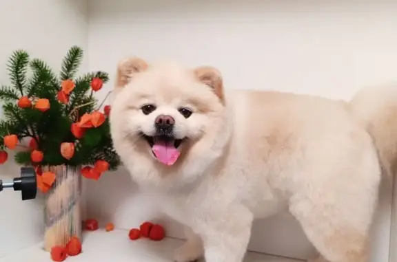 Пропала собака, ул. Кудрявцева, 35