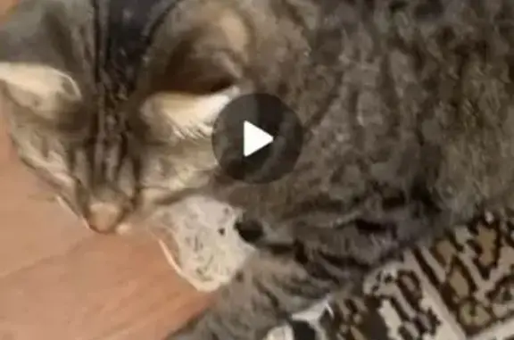 Пропала кошка, ул. Пушкина, 6, Заволжье