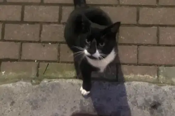 Найдена кошка, Калининград, фото: Кошка найдена, Тихорецкая ул., Калининград