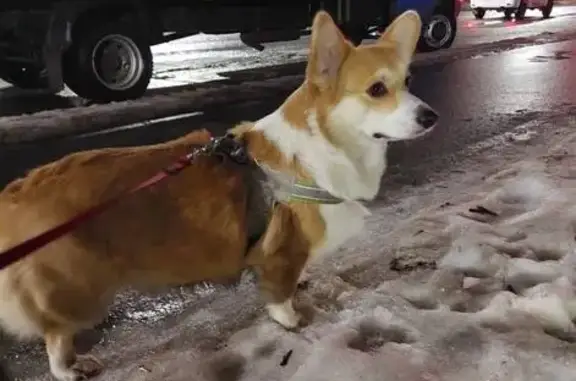 Найдена собака, ул. Ленинградская, Вологда