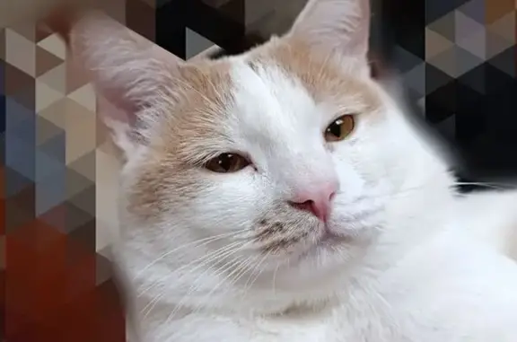 Кошки потеряшки, Соль-Илецк, фото: Потеряшка кошка, Соль-Илецк, Оренбургская обл.