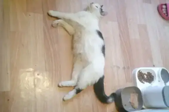 Пропал котёнок, Родниковая ул., 87, Калуга