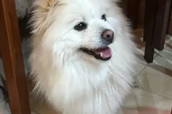 Найденные животные Рязань, фото: Найден шпик, Станкозаводская 31, Рязань