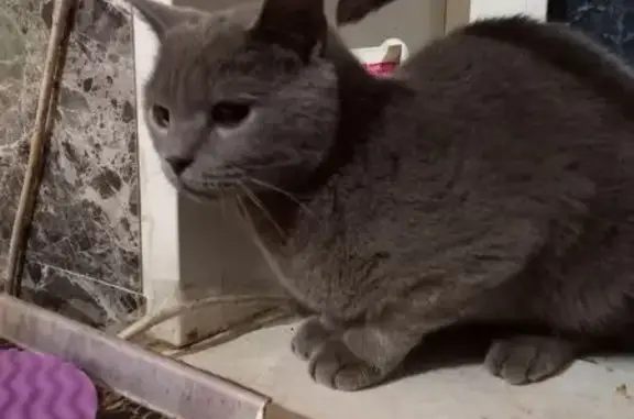 Объявления о пропавших и найденных животных, Подольск, фото: Кошка найдена: Железнодорожная 12, Подольск