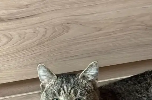 Пропала кошка, 27/01, Набережные Челны