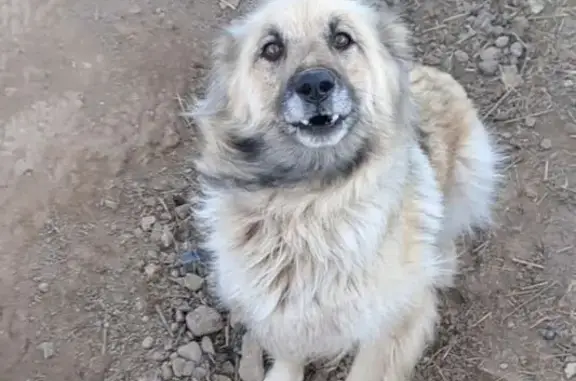 Пропала собака, с. Муромцево, Калуга