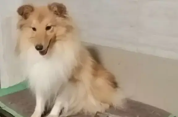 Пропала собака в Аристово, Рязанская обл.