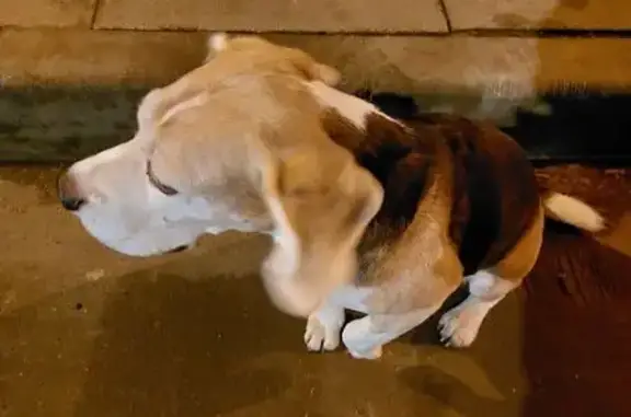 Объявления о пропавших и найденных животных, Москва, фото: Бигль у Пятерочки, Смольная 49, Москва