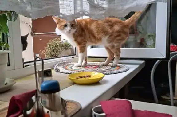 Пропала кошка, Москва