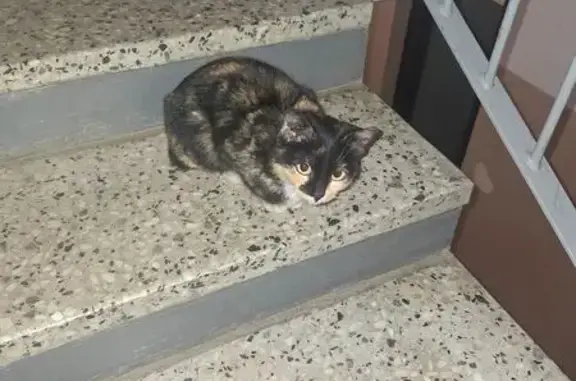 Найдена кошка, Кострома, фото: Кошка найдена, плачет: Кострома, 14