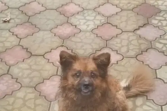 Пропала собака, ул. Калинина 36, Лабинск