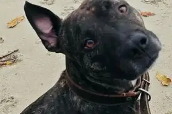 Пропала собака, Крымский проезд, Калининград