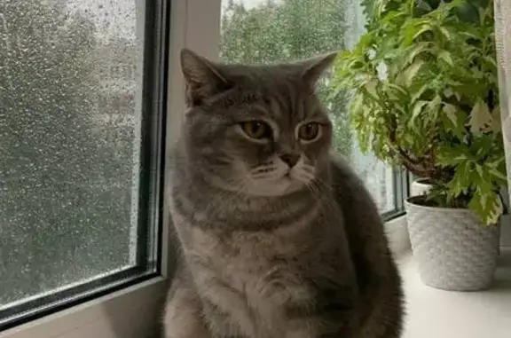 Пропала кошка, ул. Шумилова, 9, Чебоксары