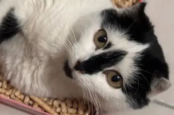 Найдена кошка, Воронеж, фото: Найден котик, ул. Димитрова, 79, Воронеж