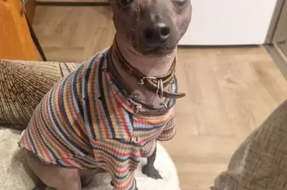 Собаки потеряшки, Калининград, фото: Потеряшка голая собака, Калининград