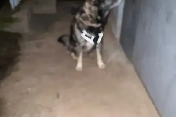 Найдена собака, Волжский, фото: Найдена собака, Советская 35, Волжский