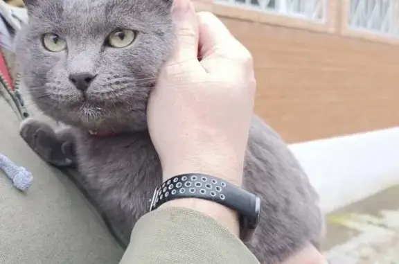 Найдена кошка, Заокский, фото: Кошка найдена в Заокском, Тульская область