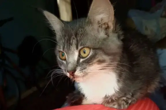 Пропала кошка, ул. Мира, 11/1, Железногорск