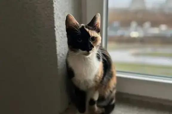 Найдена кошка, Санкт-Петербург, фото: Кошка найдена: Маршала Казакова, 70 к1 с2