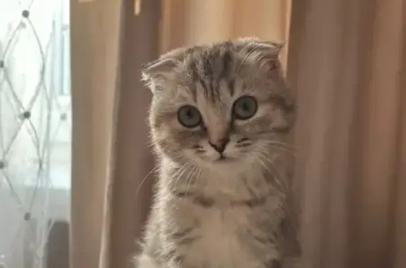 Найдена кошка, Астрахань, фото: Кошка ищет дом, ул. Островского, 160В