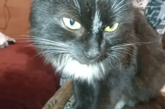 Объявления о пропавших и найденных животных, Узловая, фото: Найдена кошка, ул. Гагарина, 33, Узловая