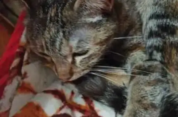 Объявления о пропавших и найденных животных, Екатеринбург, фото: Кошка найдена: Санаторная ул, 28, Екб