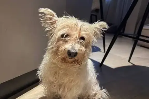 Поиск домашних животных, фото: Найдена собака, Ольховая ул., 11, Видное