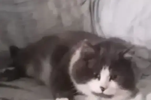 Пропала кошка, Стрелецкое, Белгородская обл.