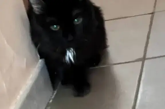 Найдена кошка, Уфа, фото: Кошка найдена, ул. Достоевского 49, Уфа